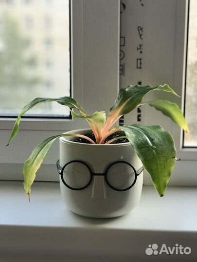 Хлорофитум грин оранж