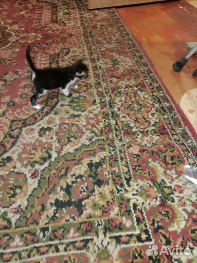 Котята бомбейский