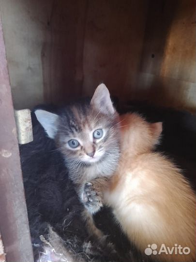 Отдам котенка в добрые руки