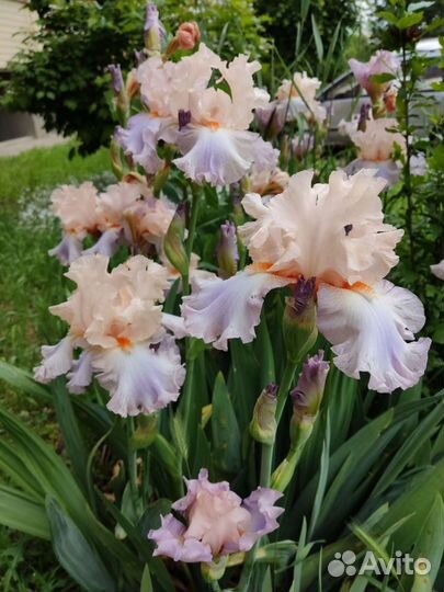 Ирисы бородатые