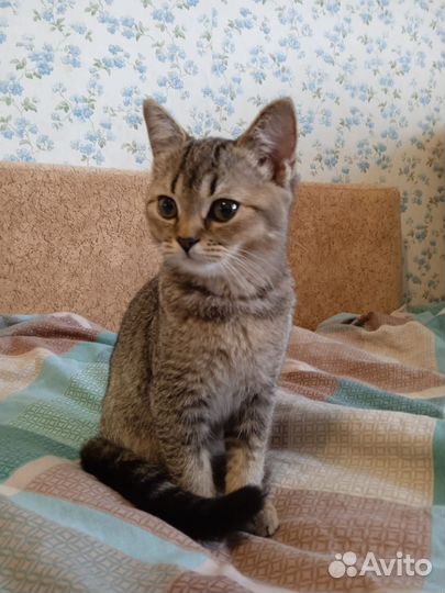 Продам кошечку подростка