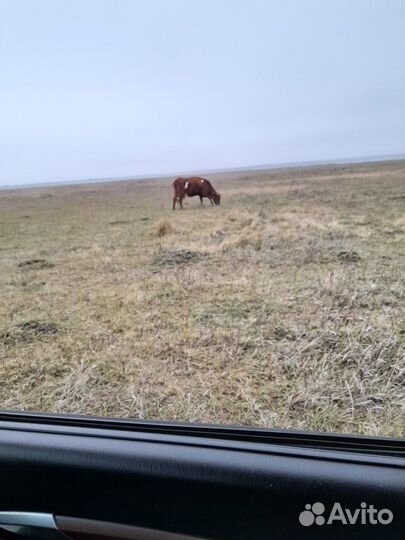 Продаем скот