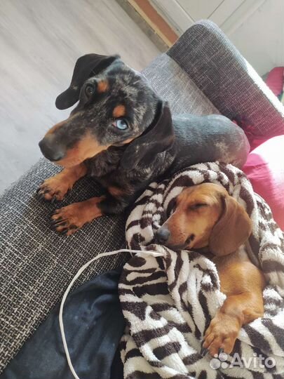 Мраморная кроличья такса