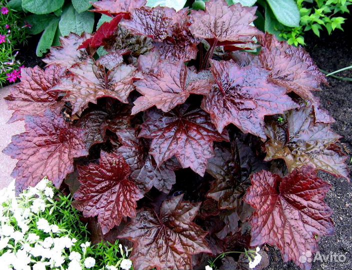 Многолетние растения для сада