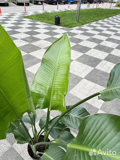 Стрелиция Николая