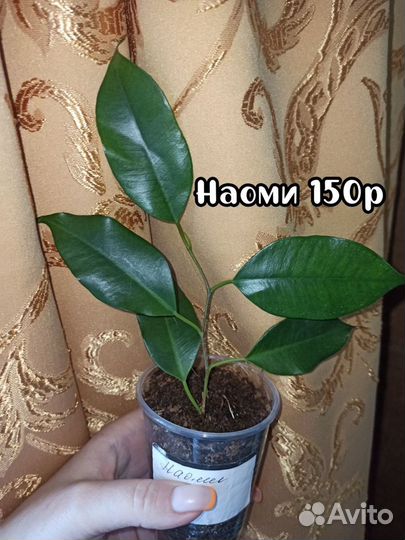 Фикус Наоми