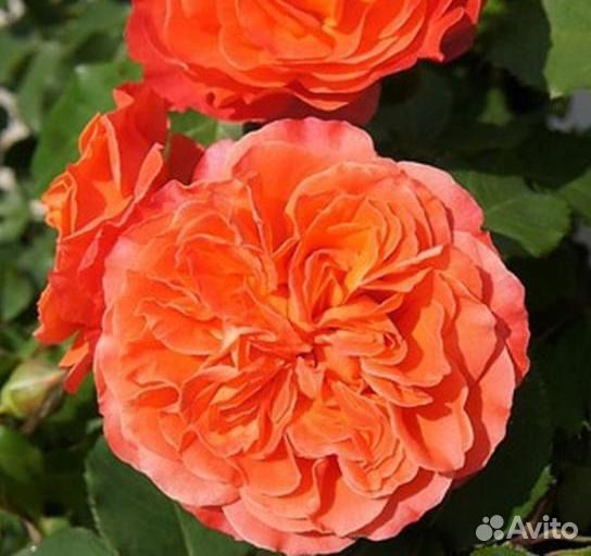 Саженцы роз