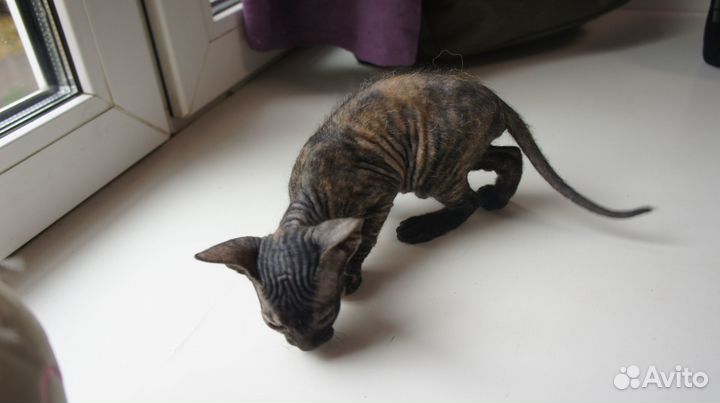 Донской сфинкс котята голорожденные резинки