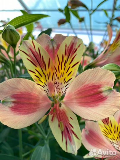 Альстромерии в горшках