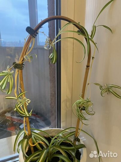 Хлорофитум Бони (кудрявый) отростки