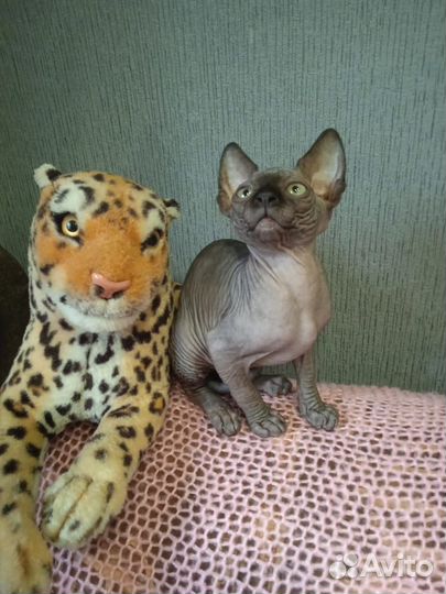 Котята канадский сфинкс