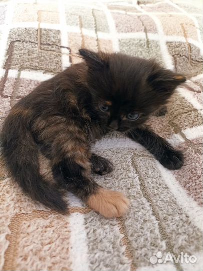 Котенок девочка 1,5 мес