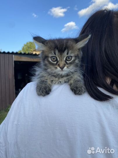 Котята мальчики