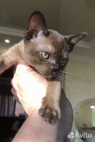 Бурманские детки собольки и голубые