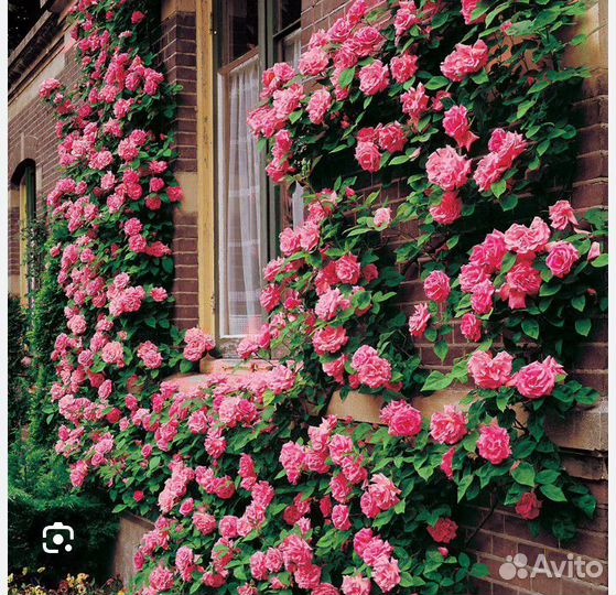 Калистегия флоре плено