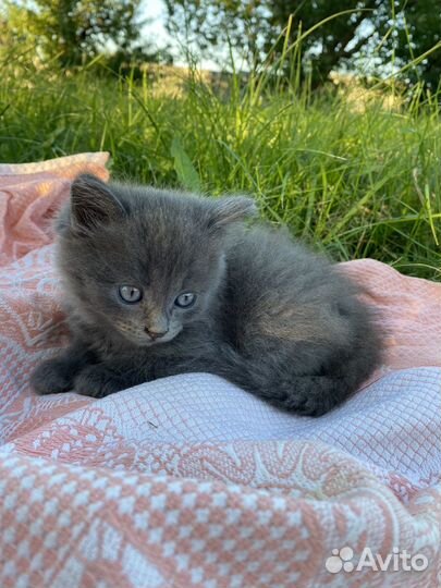 Котята в добрые руки. Бесплатно