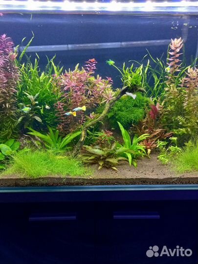 Обслуживание аквариумов