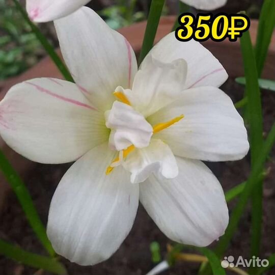 Зефирантес сортовой