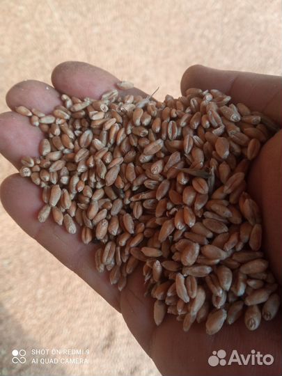 Зерно пшеница ячмень
