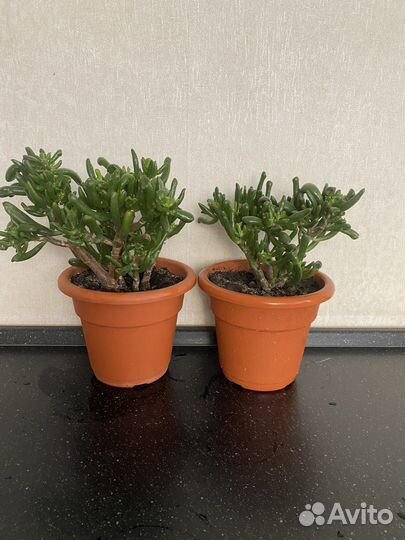 Крассула Хоббит