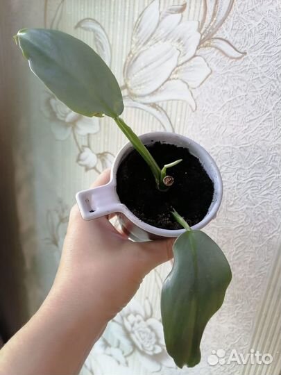 Фикусы,Филодендроны