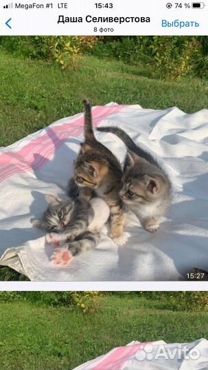 Котики