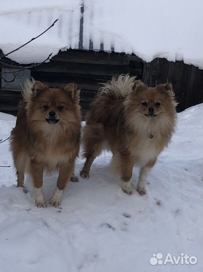 Щенки шпица