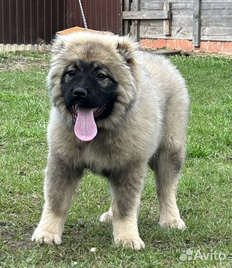 Кавказская овчарка