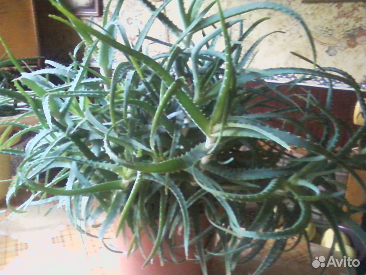 Алоэ древовидное - столетник. Без фитогормонов