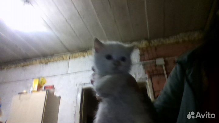 Белый пушистый котенок/котик