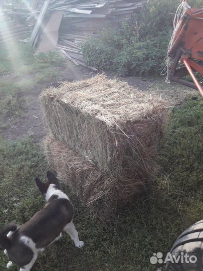 Сено в брикетах