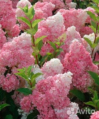 Гортензии метельчатые