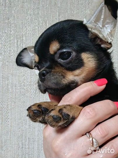 Чихуахуа девочки
