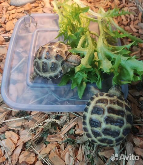 Черепаха своего разведения