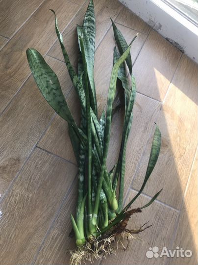 Сансевиерия