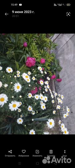 Корни ромашки