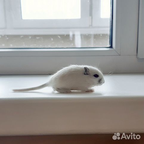 Монгольская песчанка