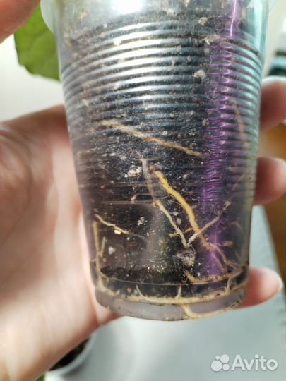 Комнатные растения