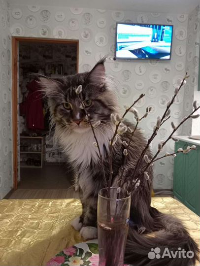 Домашние животные кошки