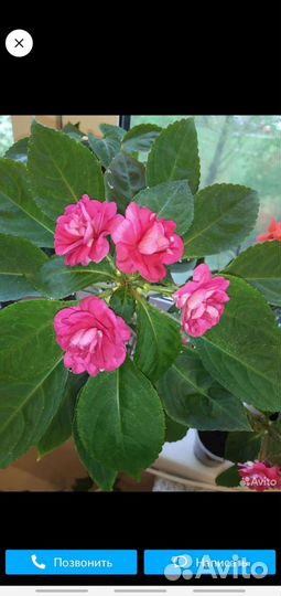 Бальзамин или Ванька мокрый,молодой укоренненый