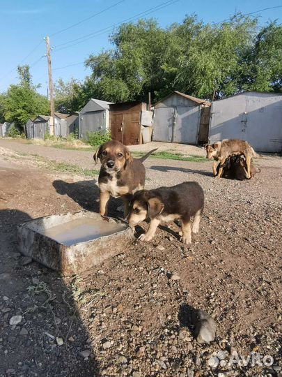 Щенки в добрые руки