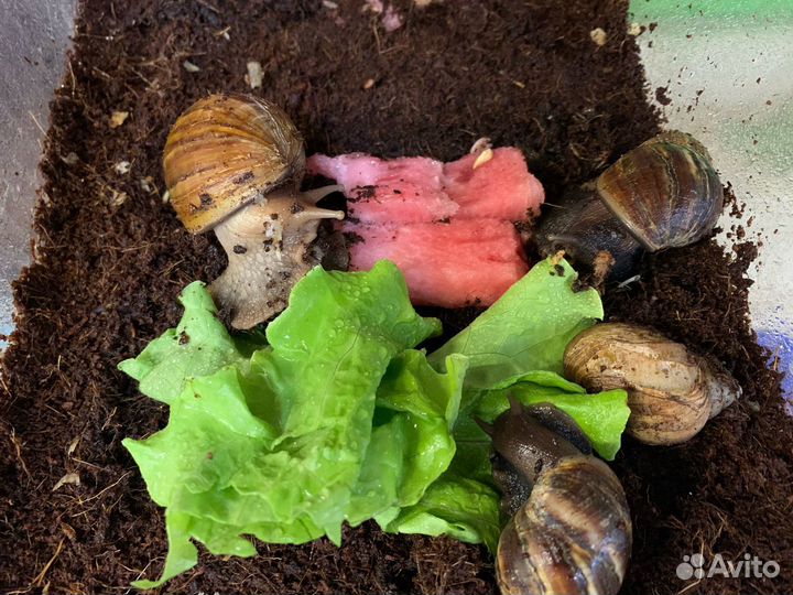 Улитка Ахатин