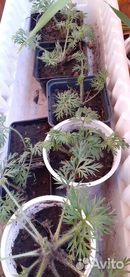 Прострел (сон-трава)