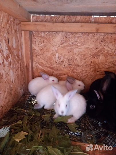 Кролики помесные