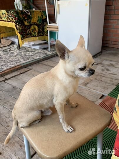 Вязка чихуа