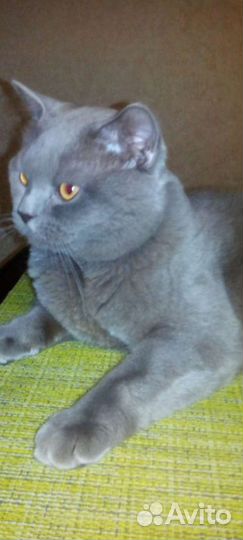 Британец для вязки