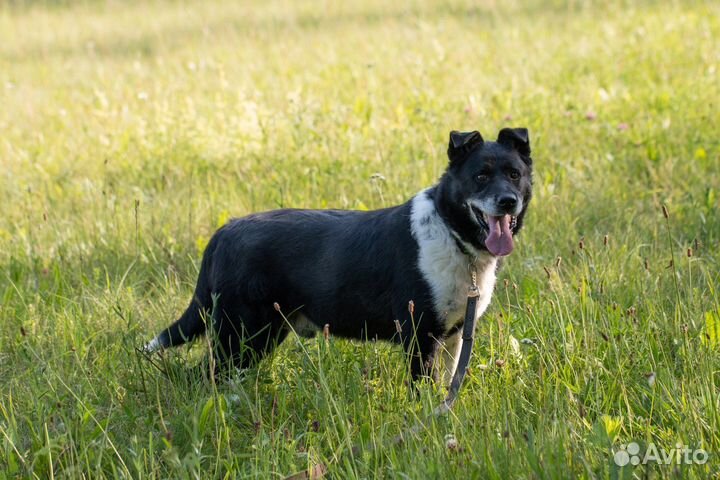 Собака в добрые руки, его били и в него стреляли