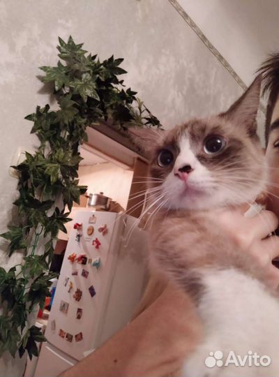 Кошка породистая