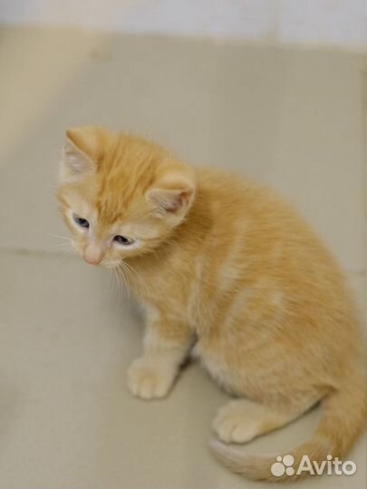 Малыши и их юная мама (котята, 2 месяца)