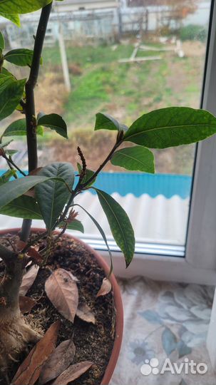 Лавровое дерево